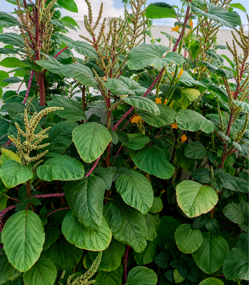 15 Ft Amaranthus (15 Adugula Totakura) Seeds for Home Sowing