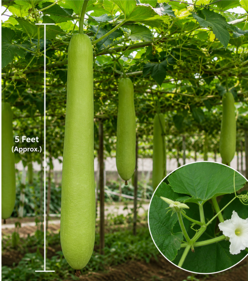 5 Ft Bottle Gourd (Sorakaya) Seeds for Home Sowing