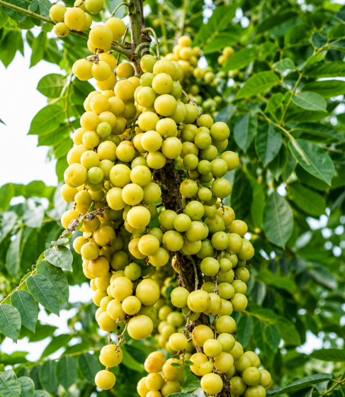 Amla (Usirikaya) Seeds for Home Sowing