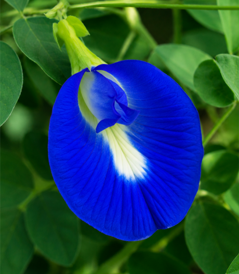 Aparajita Blue (Neeli Shankhupushpi) Seeds for Home Sowing