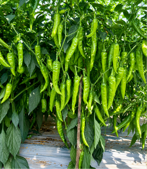 Chilli Green (Bajji Mirchi) Seeds for Home Sowing