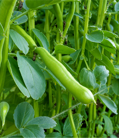 Broad Beans (Chikkudu Kaya) Seeds for Home Sowing