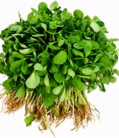 Kasturi Methi (Menthikura) Seeds for Home Sowing