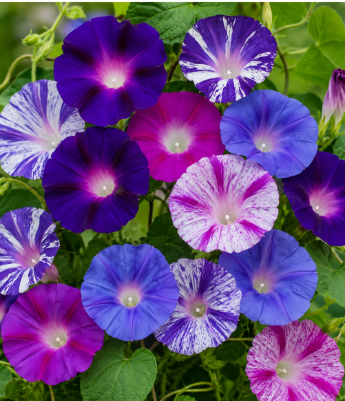 Morning Glory Purple Mix Seeds for Home Sowing