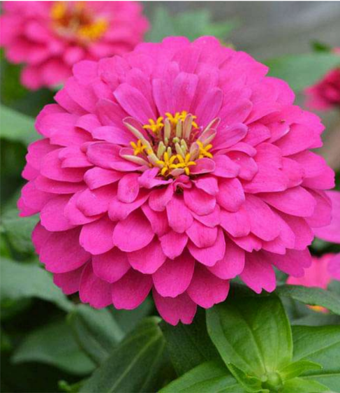 Zinnia Pink (Gulabi Zinnia) Seeds for Home Sowing