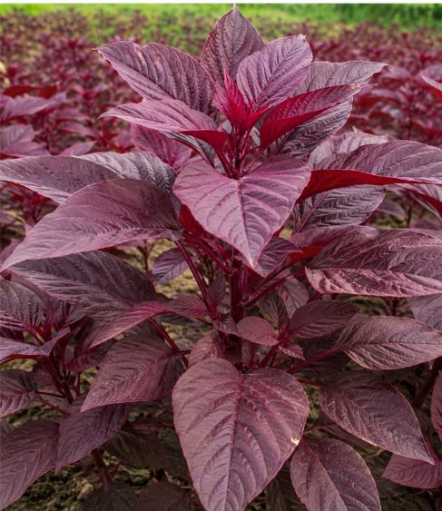 Amaranthus Red (Erra Thotakura) Seeds for Home Sowing
