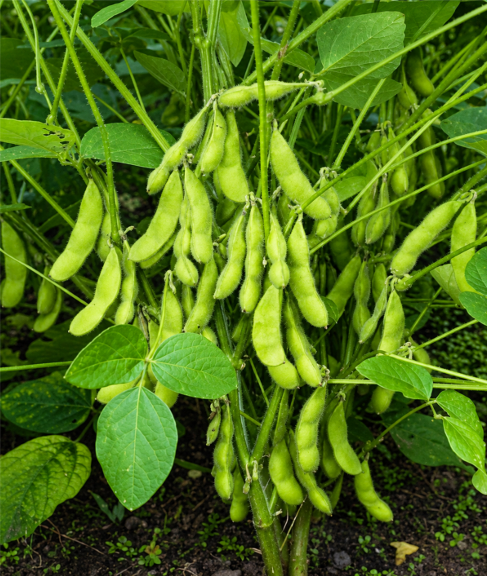 Soybean (Soya Beans) Seeds for Home Sowing