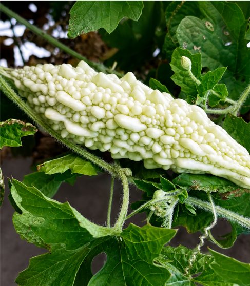 Bitter Gourd White (Tella Kakarakaya) Seeds for Home Sowing