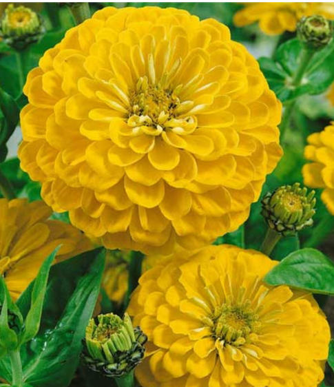 Zinnia Yellow (Pasupu Zinnia) Seeds for Home Sowing