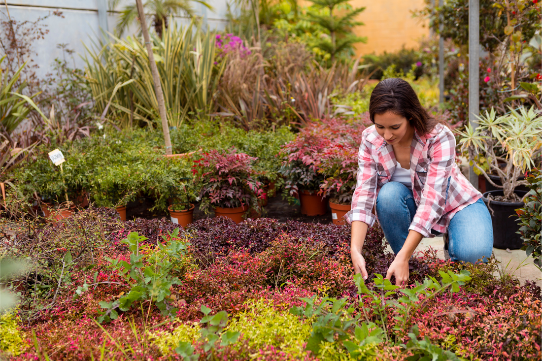 7 Desi Vegetable Seeds Every Kitchen Garden Should Have