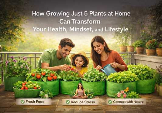 How Growing Just 5 Plants at Home Can Transform Your Health, Mindset, and Lifestyle - Vanashree Organics