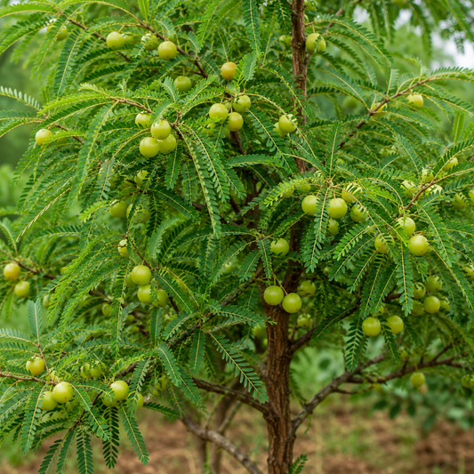 Amla Seeds – Desi Usirikaya Variety | Indian Gooseberry Fruit Tree Seeds for Home Gardening - Vanashree Organics