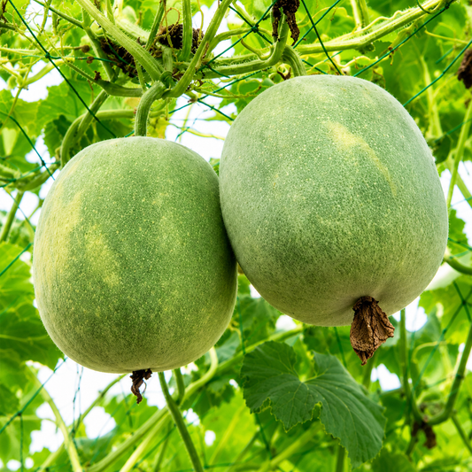 Ash Gourd Seeds – Desi Budida Gummadikaya Variety | Petha/Poosanikai/Kumbalanga | High Germination for Home Gardening - Vanashree Organics