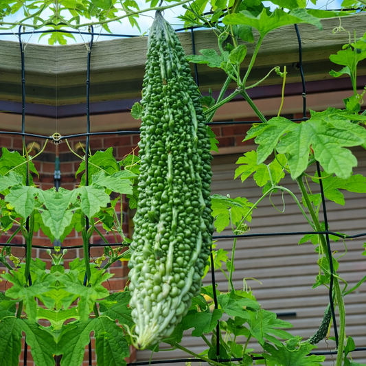 Bitter Gourd Seeds – Desi Kakarakaya Variety | Karela/Pavakkai | High Germination for Home Gardening - Vanashree Organics