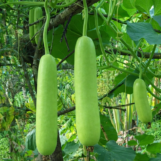 Bottle Gourd Seeds – Desi Round Variety | Sorakaya/Lauki/Suraikkai | High Germination for Home Gardening - Vanashree Organics