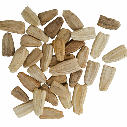 Bottle Gourd Seeds – Desi Round Variety | Sorakaya/Lauki/Suraikkai | High Germination for Home Gardening - Vanashree Organics