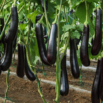 Brinjal Seeds – Desi Long Purple Variety | Baingan/Kathirikai | High Germination for Home Gardening - Vanashree Organics