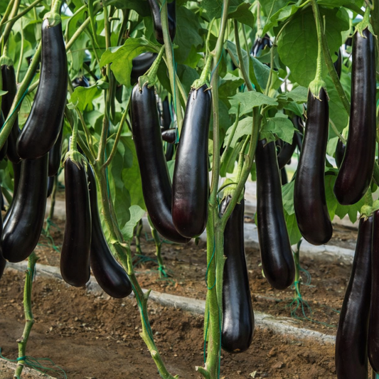 Brinjal Seeds – Desi Long Purple Variety | Baingan/Kathirikai | High Germination for Home Gardening - Vanashree Organics