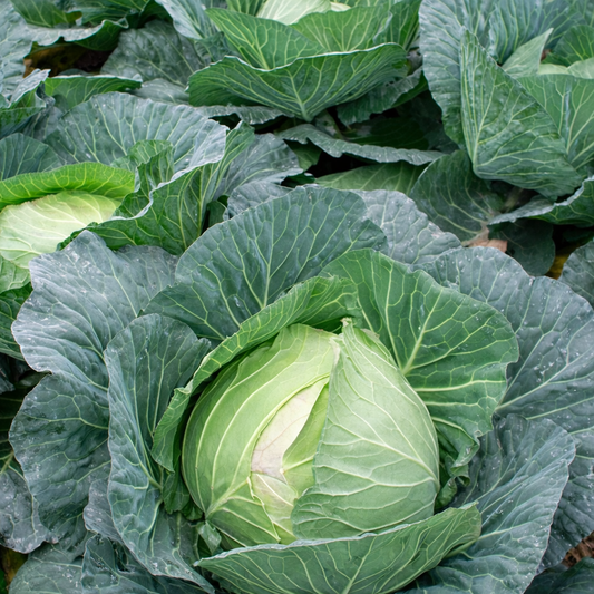 Cabbage Seeds – Desi Cabbage Variety | Patta Gobhi | High Germination for Home Gardening - Vanashree Organics