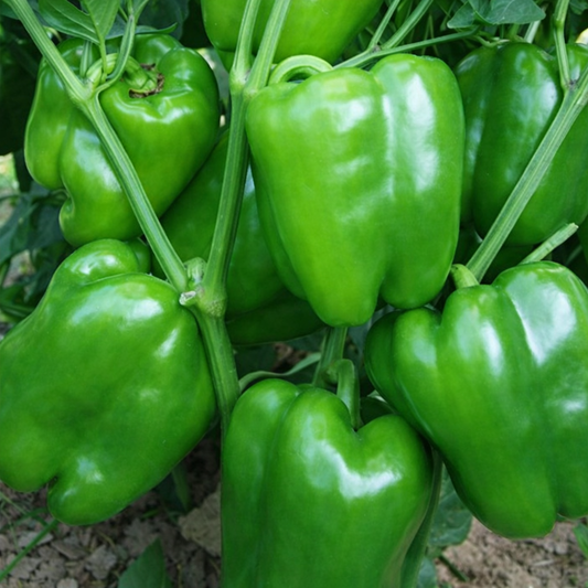 Capsicum Seeds – Desi Simla Mirchi Variety | Shimla Mirch/Kudai Milagai | High Germination for Home Gardening - Vanashree Organics