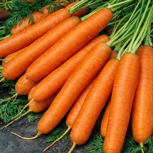 Carrot Seeds – Desi Variety | Gajar/Carrot | High Germination for Home Gardening - Vanashree Organics