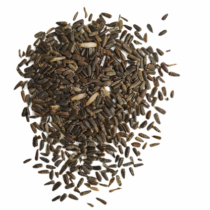 Sunflower Seeds for Home Sowing