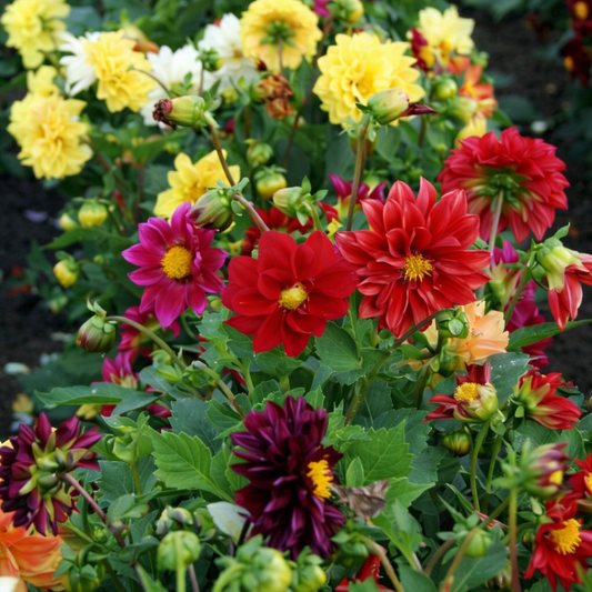 Dahlia Seeds for Home Sowing