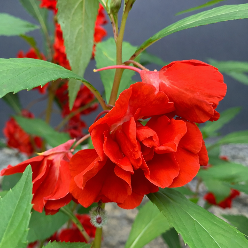 Balsam (Gulmehendi) Seeds