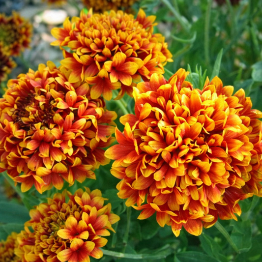 Gaillardia Seeds for Home Sowing