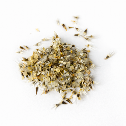 Gaillardia Seeds for Home Sowing