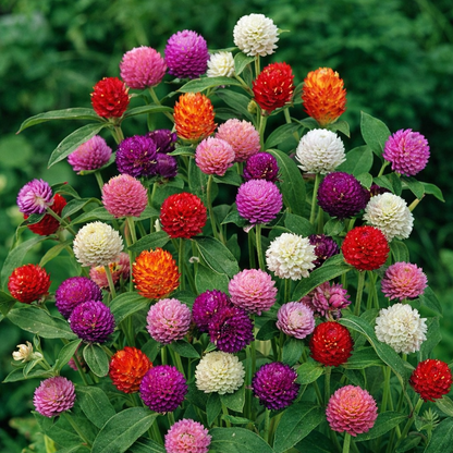 Gomphrena Seeds for Home Sowing