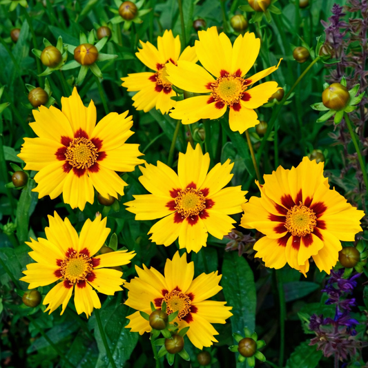 Coreopsis Seeds for Home Sowing