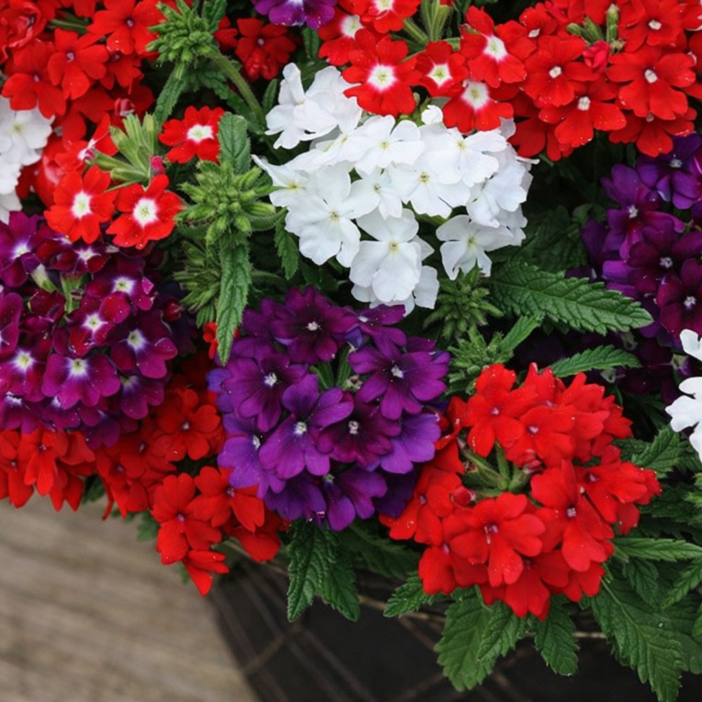 Verbena Seeds for Home Sowing