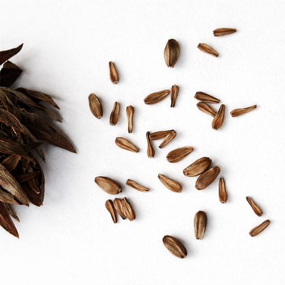 Aster Seeds for Home Sowing