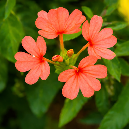 Crossandra (Kanakambaram) Seeds