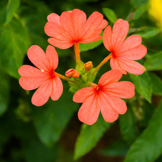 Crossandra (Kanakambaram) Seeds