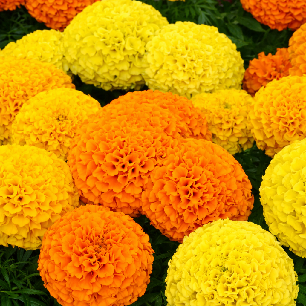 African Marigold Seeds for Home Sowing