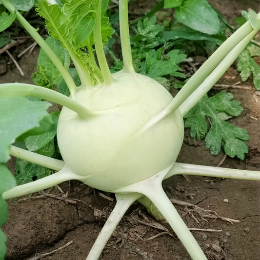 Knol Khol (Kohlrabi) Seeds