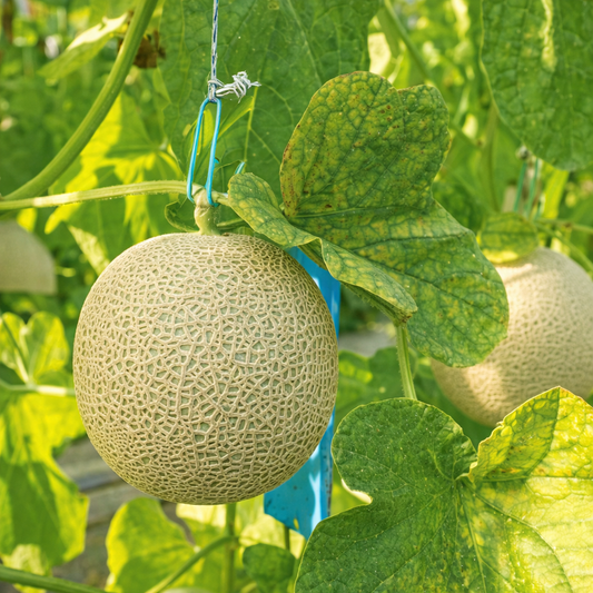 🎁 Muskmelon Seeds for Home Sowing (100% off)