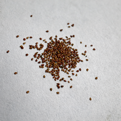 Strawberry Seeds for Home Sowing