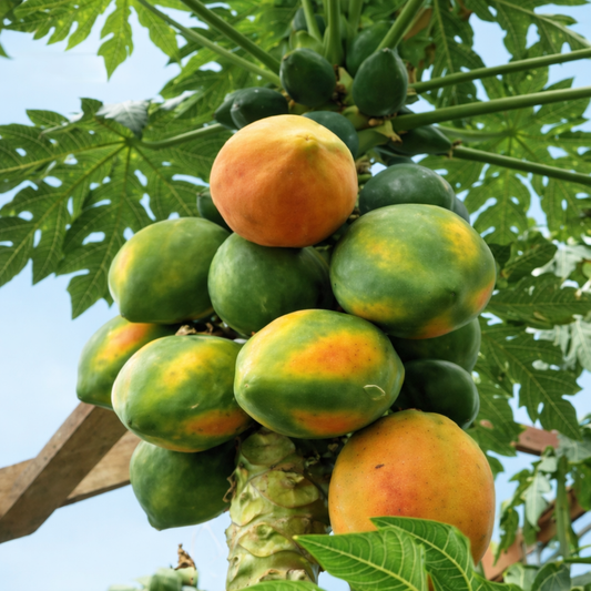 🎁 Papaya Seeds for Home Sowing (100% off)