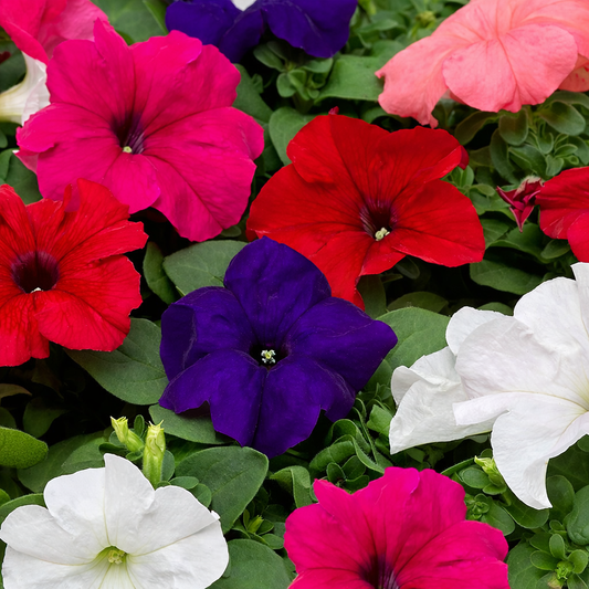 Petunia Seeds for Home Sowing