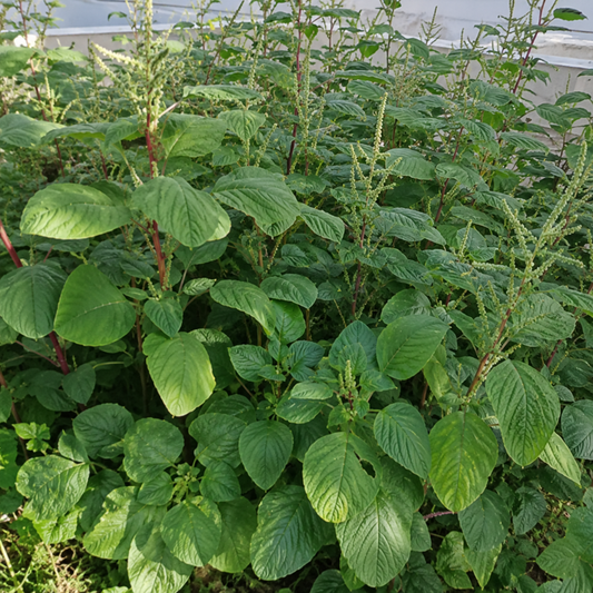 15 Ft Amaranthus Seeds – Desi 15 Adugula Totakura Variety | Chaulai/Thandu Keerai/Harive Soppu | High Germination for Home Gardening - Vanashree Organics