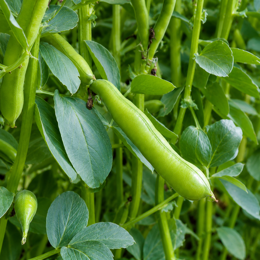 Broad Beans Seeds – Desi Chikkudu Kaya Variety | Sem/Avarakkai/Avarekalu | High Germination for Home Gardening - Vanashree Organics