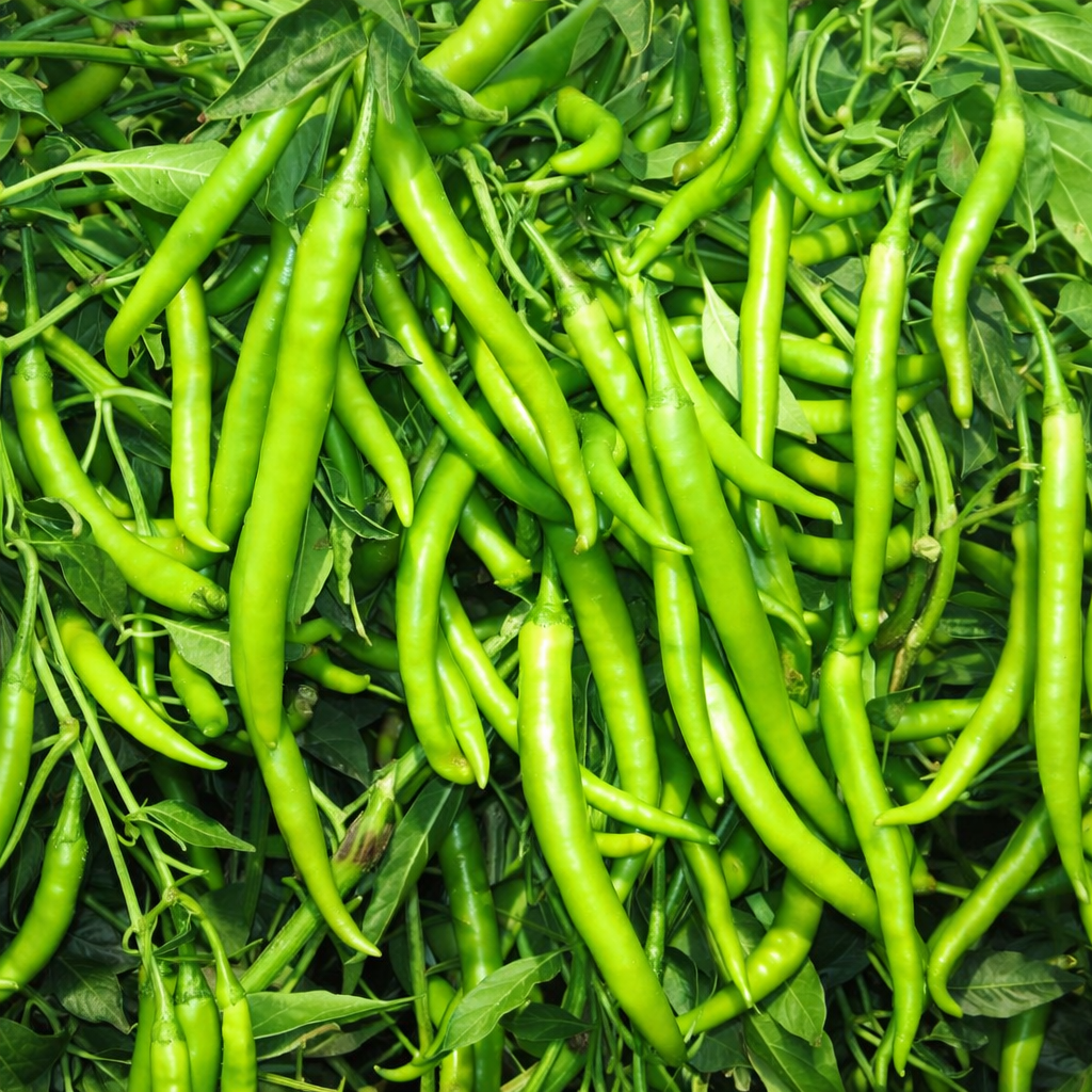 Chilli Seeds – Desi Mirchi Variety | Mirchi/Milagai | High Germination for Home Gardening - Vanashree Organics