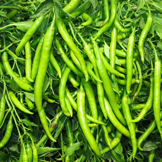 Chilli Seeds – Desi Mirchi Variety | Mirchi/Milagai | High Germination for Home Gardening - Vanashree Organics
