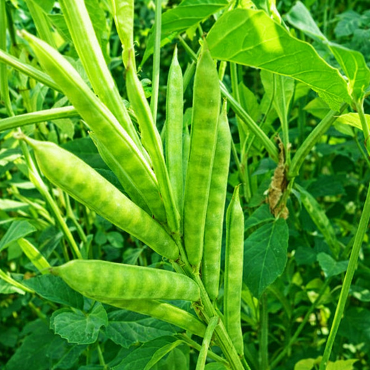 Cluster Beans Seeds – Desi Goru Chikkudu Variety | Gawar/Kothavarangai | High Germination for Home Gardening - Vanashree Organics