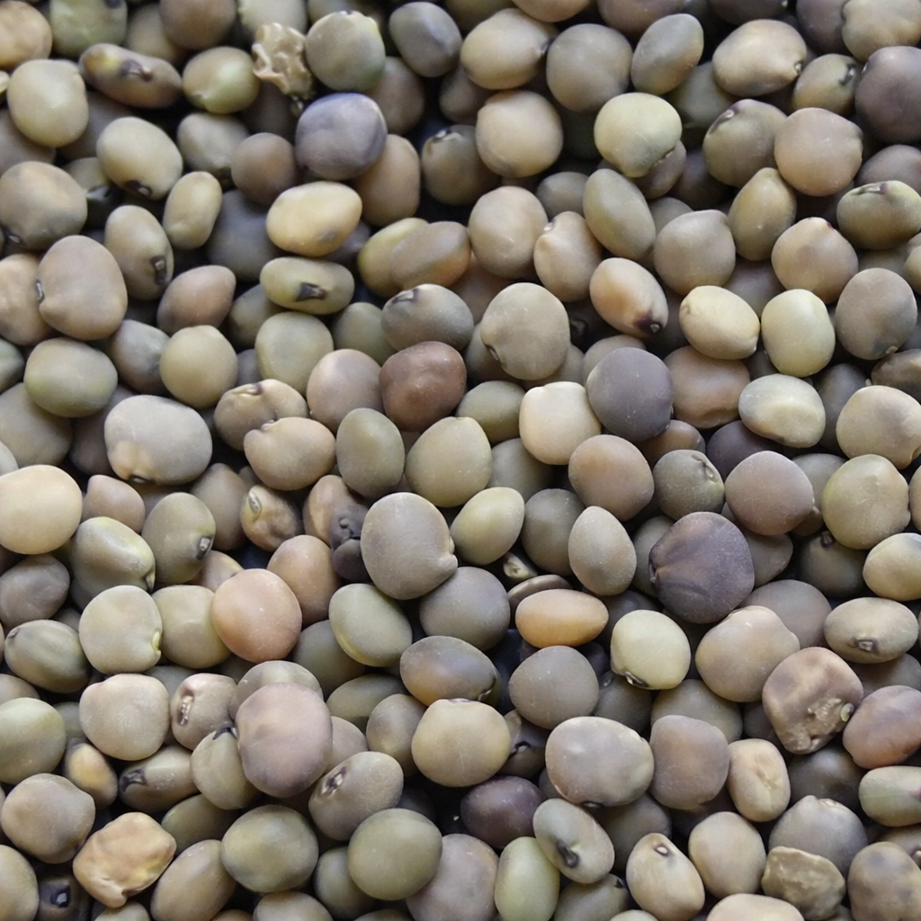 Cluster Beans Seeds – Desi Goru Chikkudu Variety | Gawar/Kothavarangai | High Germination for Home Gardening - Vanashree Organics