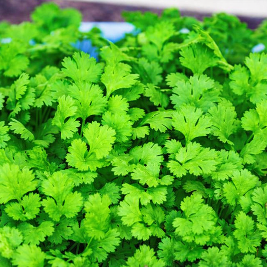 Coriander Seeds – Desi Dhaniya Variety | Kothimeera/Kothamalli | High Germination for Home Gardening - Vanashree Organics