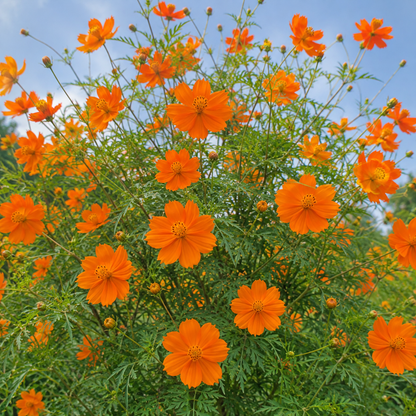 Cosmos Orange Seeds – Desi Variety | Easy-Growing Flower Seeds for Home Gardening - Vanashree Organics